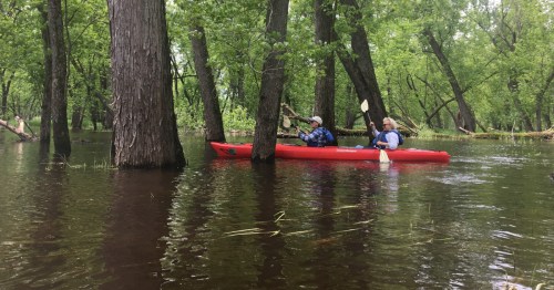 Two people kayak through a flooded forest, surrounded by tall trees and calm water.