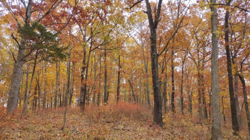 A forest scene with tall trees displaying vibrant autumn leaves in shades of orange, yellow, and red.
