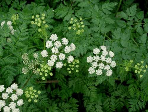 Clusters of small white flowers surrounded by lush green fern-like leaves.