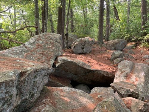 A rocky area in a forest with large boulders and scattered pine needles among trees and greenery.