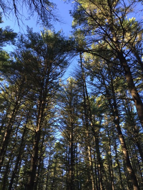 Looking up at tall trees against a clear blue sky in a dense forest.