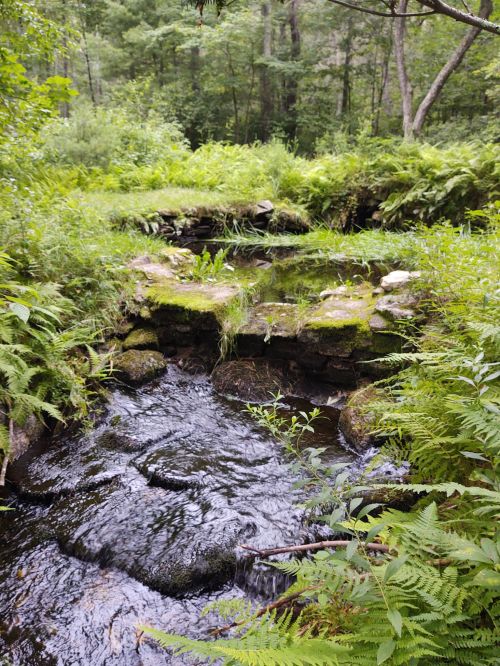 A serene stream flows over mossy stones, surrounded by lush greenery and ferns in a tranquil forest setting.