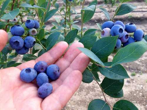 A hand holds fresh blueberries, with more berries growing on a bush in the background.