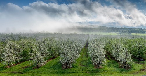 A lush orchard with blooming trees under a cloudy sky, surrounded by rolling hills and mist.