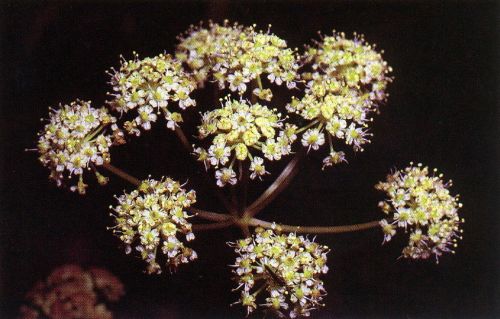 A cluster of small yellow flowers with delicate petals against a dark background.