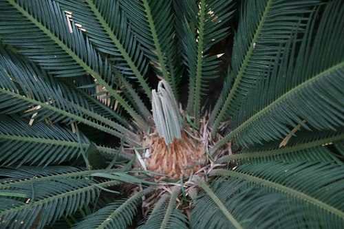 Close-up of a green palm plant with long, slender leaves and a central growth point emerging from the base.