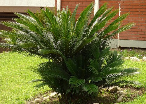 A lush green palm plant with long, feathery leaves, growing in a garden area with stones and a brick wall in the background.