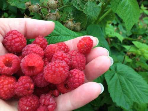 A hand holding a handful of ripe red raspberries, with green raspberry plants in the background.