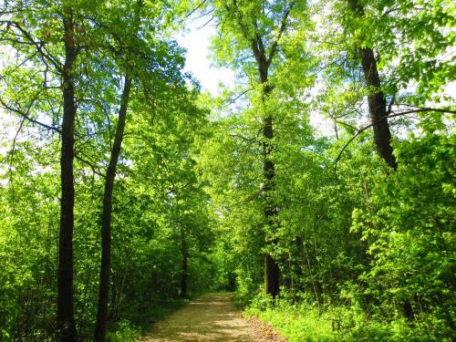 A serene forest path lined with tall green trees under a bright blue sky.