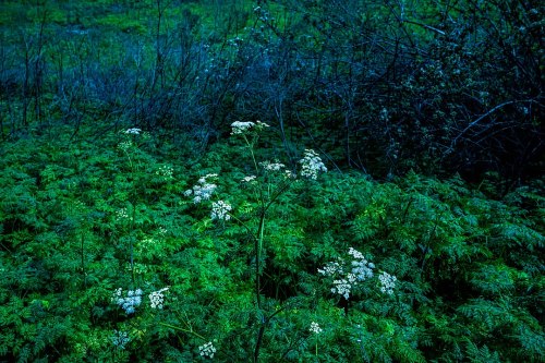 A cluster of white flowers blooms amidst lush green foliage in a dimly lit, natural setting.