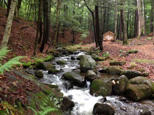 A serene forest scene with a flowing stream, moss-covered rocks, and a small cabin nestled among the trees.