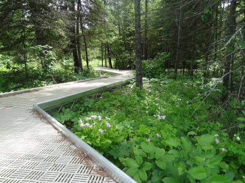 A winding boardwalk through a lush green forest, surrounded by blooming flowers and dense trees.