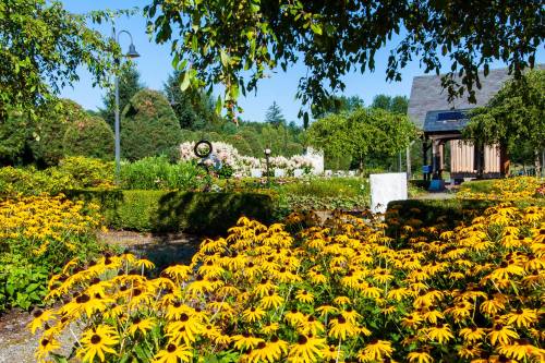 A vibrant garden filled with yellow flowers, surrounded by greenery and a clear blue sky.