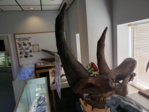 A large dinosaur skull replica with two prominent horns, featuring a small green toy on top, in a museum setting.
