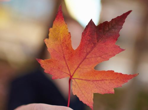 A close-up of a vibrant red and orange maple leaf held up against a blurred background.