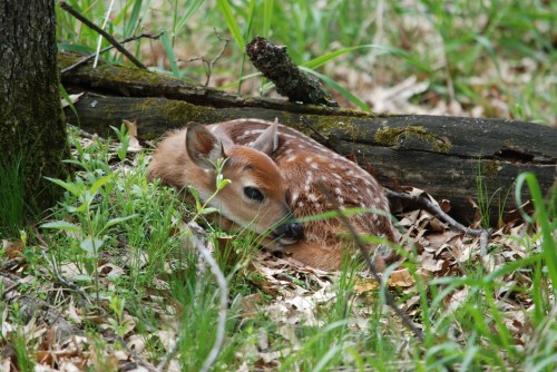 A fawn resting on the forest floor, surrounded by green grass and fallen leaves.