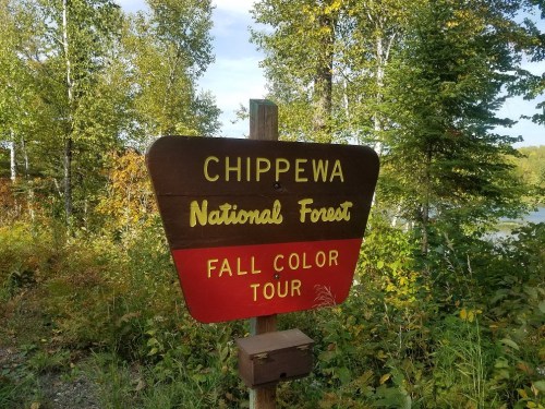 Sign for Chippewa National Forest, promoting a fall color tour, surrounded by trees and nature.