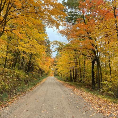 A gravel road surrounded by vibrant autumn trees with orange and yellow leaves.