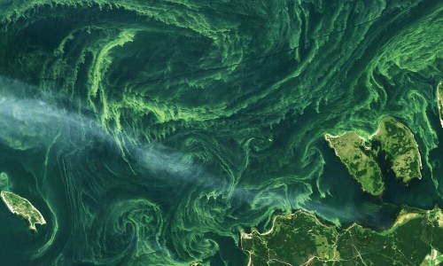 Aerial view of swirling green algae in water, with landmasses and islands visible along the coastline.
