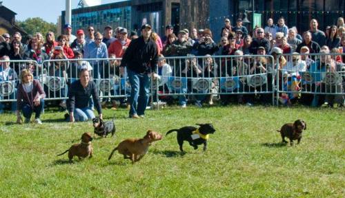 A crowd watches as small dogs race on a grassy field during a fun event.