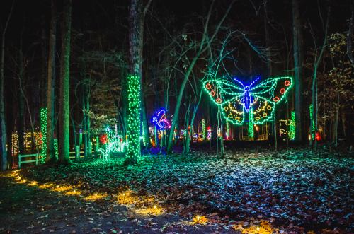 A forest path illuminated by colorful holiday lights, featuring a large butterfly display among trees.