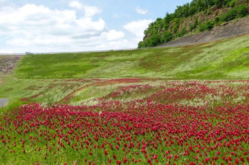 A vibrant field of red flowers stretches across a green landscape under a blue sky with fluffy clouds.