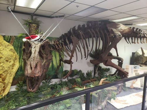 A dinosaur skeleton wearing a Santa hat, displayed in a museum with a jungle-themed background and greenery.