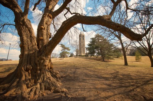 A large, gnarled tree in the foreground with a tall tower and grassy hill in the background under a blue sky.