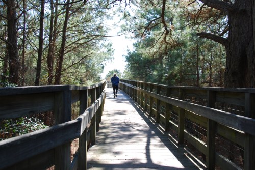 A person walks along a wooden boardwalk surrounded by trees and sunlight filtering through the branches.