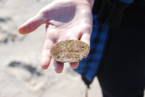 A hand holding a flat, oval-shaped sea creature with a textured surface, set against a sandy background.