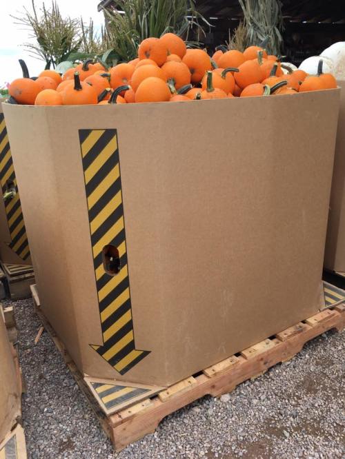 A large cardboard box filled with bright orange pumpkins, marked with a downward arrow and caution stripes.