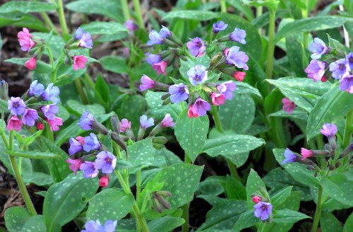 A cluster of small purple and pink flowers surrounded by green leaves, creating a vibrant natural scene.