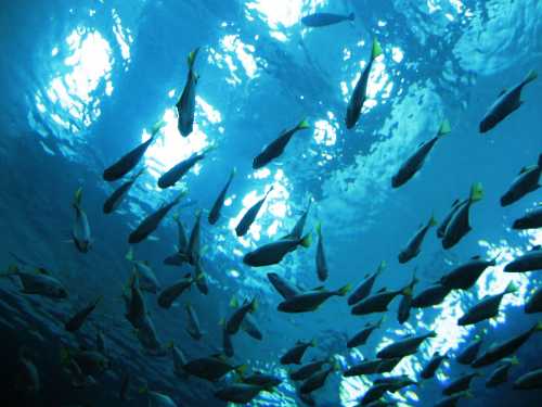 A school of fish swimming underwater, illuminated by sunlight filtering through the surface.