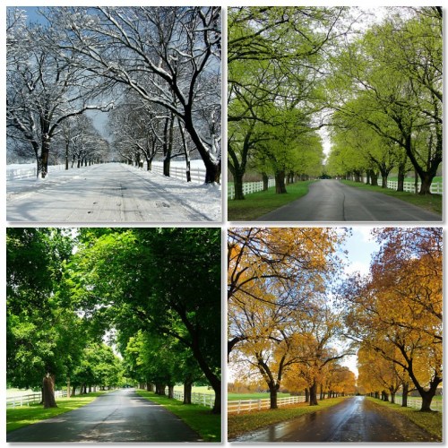 Four seasonal landscapes: snowy trees in winter, vibrant green in spring, lush greenery in summer, and colorful foliage in autumn.