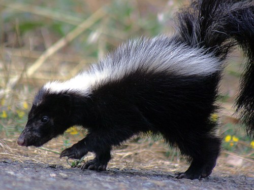 A small skunk with a black body and white stripe walking on a path surrounded by grass and wildflowers.