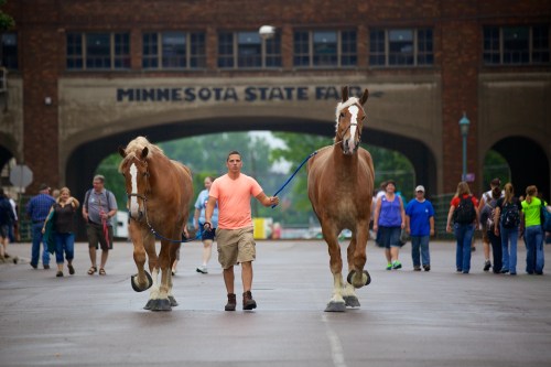 A person in an orange shirt walks two large horses down a busy street at the Minnesota State Fair.