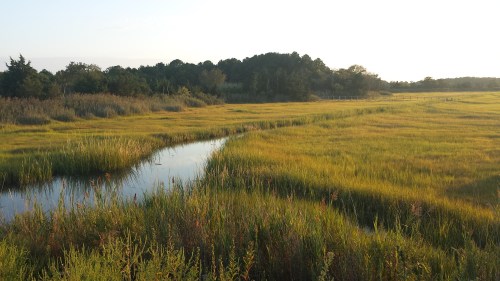 A serene landscape featuring a winding stream through tall grasses, with trees in the background under a soft sunset.