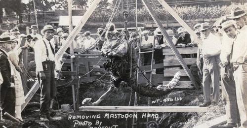 Historical photo of a crowd watching the removal of a mastodon head from a pit, with equipment and workers present.