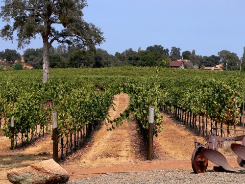 A scenic vineyard with rows of grapevines, a tree in the background, and rustic farming equipment in the foreground.