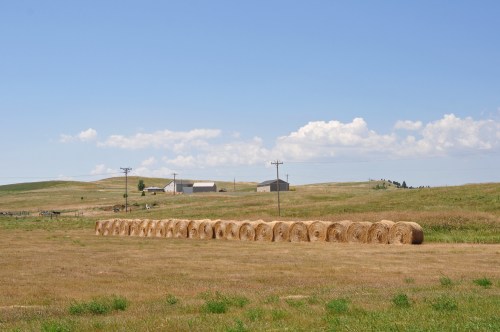 A row of hay bales on a grassy field with distant farm buildings and a clear blue sky.