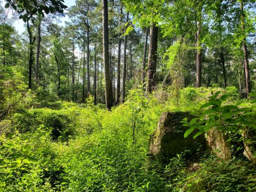 Lush green forest with tall trees and dense undergrowth, sunlight filtering through the leaves.
