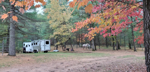 A horse trailer parked in a wooded area with colorful autumn leaves and a horse in the background.