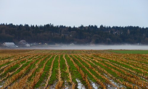 A misty landscape featuring a green field with cut crop rows, bordered by trees and distant houses in the background.