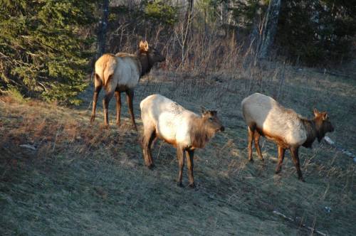 Three elk grazing on a grassy hillside, surrounded by sparse trees and underbrush in a natural setting.