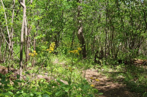 A lush green forest path surrounded by trees and wildflowers, inviting exploration in a serene natural setting.