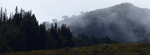 Foggy hillside with silhouettes of trees and a misty atmosphere, creating a serene, natural landscape.