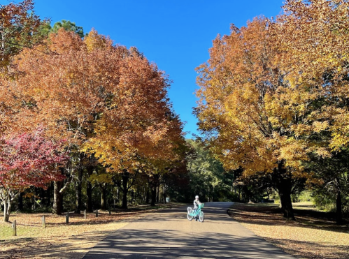 A person with a bicycle stands on a tree-lined road, surrounded by vibrant autumn foliage under a clear blue sky.