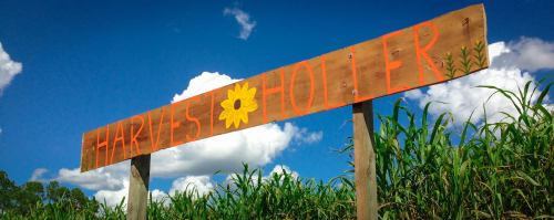 A wooden sign reading "Harvest Holler" with a sunflower, set against a blue sky and fluffy white clouds.