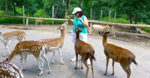 A woman interacts with a group of spotted deer in a natural setting. Trees and a wooden fence are in the background.