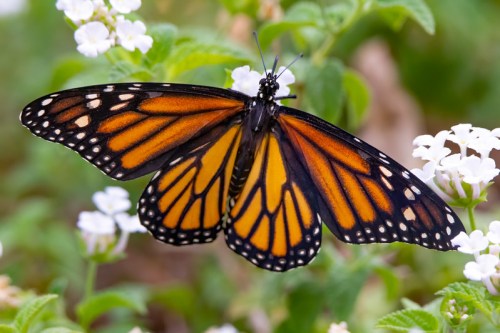 A vibrant monarch butterfly with orange and black wings perched on small white flowers amidst green foliage.
